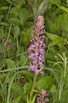 Small purple fringed orchid <BR>Lesser purple fringed orchid